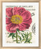 Sue Schlabach Peony Botany White Washed Rounded Oatmeal Faux Wood R808717-AEAEAGJEMY