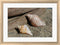 Robert Goldwitz Two Shells Driftwood White Washed Rounded Oatmeal Faux Wood R922336-AEAEAGJEMY