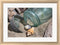Robert Goldwitz Two Shells Mason Jar White Washed Rounded Oatmeal Faux Wood R922339-AEAEAGJEMY