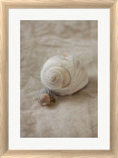 P.S. Art Studios Shells I White Washed Rounded Oatmeal Faux Wood R939521-AEAEAGJEMY