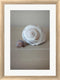 P.S. Art Studios Shells on Beige I White Washed Rounded Oatmeal Faux Wood R939524-AEAEAGJEMY