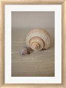 P.S. Art Studios Shells on Beige III White Washed Rounded Oatmeal Faux Wood R939532-AEAEAGJEMY