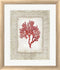 Aimee Wilson Red Coral II Border White Washed Rounded Oatmeal Faux Wood R950222-AEAEAGJEMY